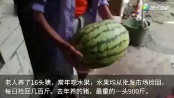 在线观看吃瓜群众视频完整版